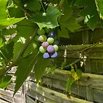 Chez Sabine Et Eric Maison Pour 6 Personnes Avec Piscine Chauffee Et Jacuzzi Prive Andenne